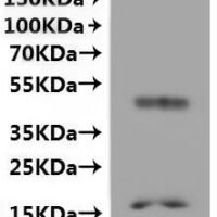 Methanobacterium formicicum Probable formate transporter (fdhC)-VLPs Recombinant Protein - BioCrest Sci