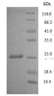 Human T-cell antigen CD7 (CD7), partial Recombinant Protein, N-His, Homo sapiens (Human), Yeast, N-terminal 6xHis-tagged, 18.4 kDa, purity >≥ 90% as determined by SDS-PAGE.