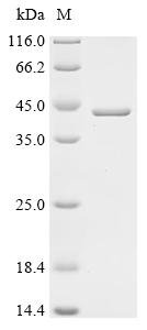 Human Serine/threonine-protein phosphatase 2A catalytic subunit alpha isoform (PPP2CA) Recombinant Protein, N-His, Homo sapiens (Human), E.coli, N-terminal 6xHis-tagged, 42.5 kDa, purity >≥ 95% as determined by SDS-PAGE.