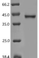 Mouse Hyaluronan and proteoglycan link protein 3 (Hapln3) Recombinant Protein, N-10His/C-Myc, aa 18–359, Baculovirus - BioCrest Sci