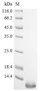 Mesocricetus auratus Beta-2-microglobulin (B2m) Recombinant Protein, Mesocricetus auratus (Golden hamster), E.coli, Tag-Free, 11.9 kDa, purity >≥ 90% as determined by SDS-PAGE.
