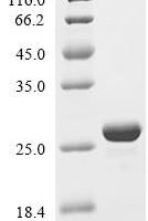 Salmonella typhimurium Chaperone protein skp (skp) Recombinant Protein - BioCrest Sci