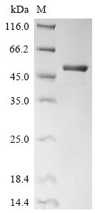 Human Enoyl-CoA hydratase, mitochondrial (ECHS1) Recombinant Protein, Homo sapiens (Human), E.coli, N-terminal GST-tagged, 55 kDa, purity >≥ 90% as determined by SDS-PAGE.