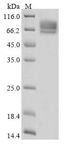 Mouse Desmoglein-3 (Dsg3), partial Recombinant Protein, N-10His, Mus musculus (Mouse), Baculovirus, N-terminal 10xHis-tagged, 66.6 kDa, purity >≥ 85% as determined by SDS-PAGE.