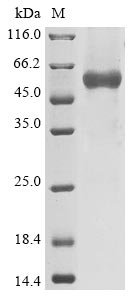 Human coronavirus OC43 Nucleoprotein (N) Recombinant Protein, C-hFc1, Human coronavirus OC43 (HCoV-OC43), Mammalian cell, C-terminal hFc1-tagged, 78.2 kDa, purity >≥ 85% as determined by SDS-PAGE.