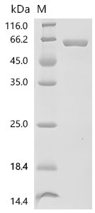 Mouse 5'-nucleotidase (Nt5e) Recombinant Protein, Mus musculus (Mouse), Mammalian cell, C-terminal 10xHis-tagged, 59.4 kDa, purity >≥ 95% as determined by SDS-PAGE.≥ 95% as determined by SEC-HPLC.
