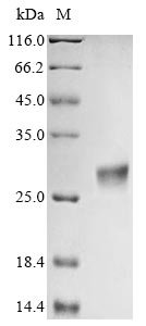 Aspergillus clavatus Ribonuclease clavin (cla) Recombinant Protein, Aspergillus clavatus (strain ATCC 1007 / CBS 513.65 / DSM 816 / NCTC 3887 / NRRL 1), E.coli, N-terminal 10xHis-tagged and C-terminal Myc-tagged, 24.5 kDa, purity >≥ 85% as determined by SDS-PAGE.