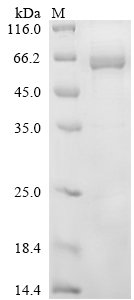 Mouse Protein disulfide-isomerase A2 (Pdia2) Recombinant Protein, C-His, Mus musculus (Mouse), Yeast, C-terminal 6xHis-tagged, 57.8 kDa, purity >≥ 85% as determined by SDS-PAGE.