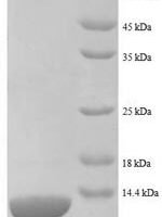 Escherichia coli 50S ribosomal protein L27 (rpmA) Recombinant Protein, N-His - BioCrest Sci