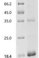 Brassica napus Napin-1A, partial Recombinant Protein, C-His - BioCrest Sci