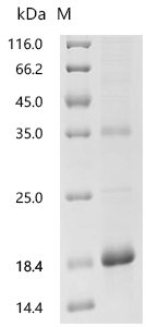 Brassica napus Napin-1A, partial Recombinant Protein, C-His, Brassica napus (Rape), E.coli, C-terminal 6xHis-tagged, 15.8 kDa, purity >≥ 90% as determined by SDS-PAGE.