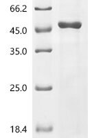 Rice Os05g0317700 protein, partial Recombinant Protein, C-His, aa 26–439, E.coli - BioCrest Sci