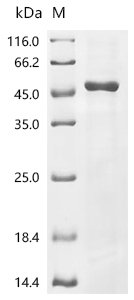 Rice Os05g0317700 protein, partial Recombinant Protein, C-His, aa 26–439, E.coli, Oryza sativa subsp. japonica (Rice), E.coli, C-terminal 6xHis-tagged, 53.1 kDa, purity >≥ 85% as determined by SDS-PAGE.