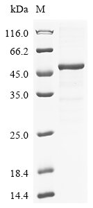 Human Transcobalamin-2 (TCN2), partial Recombinant Protein, Homo sapiens (Human), E.coli, N-terminal 6xHis-GST-tagged, 54.0 kDa, purity >≥ 85% as determined by SDS-PAGE.