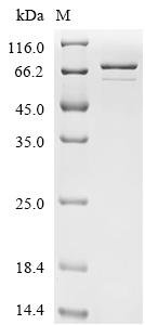 Corylus avellana 11S globulin-like protein Recombinant Protein, Corylus avellana (European hazel) (Corylus maxima), E.coli, C-terminal 6xHis-tagged, 63.7 kDa, purity >≥ 85% as determined by SDS-PAGE.