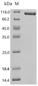 Human Amyloid-beta precursor protein (APP), partial Recombinant Protein, C-10His, Homo sapiens (Human), Mammalian cell, C-terminal 10xHis-tagged, 73.3 kDa, purity >≥ 95% as determined by SDS-PAGE.