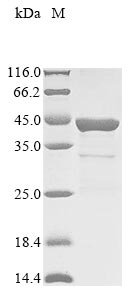 Staphylococcus aureus Beta-lactam-inducible penicillin-binding protein (pbp), partial Recombinant Protein, Staphylococcus aureus, E.coli, N-terminal 10xHis-tagged and C-terminal Myc-tagged, 44.2 kDa, purity >≥ 85% as determined by SDS-PAGE.