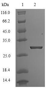 Human ATP-sensitive inward rectifier potassium channel 1 (KCNJ1), partial Recombinant Protein, N-His, aa 178–391, E.coli, Homo sapiens (Human), E.coli, N-terminal 6xHis-tagged, 28.3 kDa, purity >≥ 90% as determined by SDS-PAGE.