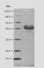 Glycine max Cell division cycle protein 48 homolog (CDC48), partial Recombinant Protein, Glycine max (Soybean) (Glycine hispida), E.coli, N-terminal 6xHis-SUMO-tagged, 33.5 kDa, purity >≥ 90% as determined by SDS-PAGE.