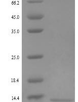Human Resistin-like beta (RETNLB) Recombinant Protein - BioCrest Sci