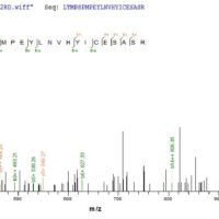 Human Nuclear receptor subfamily 2 group C member 2 (Nr2c2), partial Recombinant Protein - BioCrest Sci