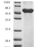 Danio rerio COP9 signalosome complex subunit 2 (cops2) Recombinant Protein, N-10His - BioCrest Sci