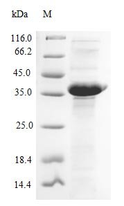 Bacillus subtilis Penicillin-binding protein 1A/1B (ponA), partial Recombinant Protein, Bacillus subtilis (strain 168), E.coli, N-terminal 6xHis-SUMO-tagged, 28.4 kDa, purity >≥ 85% as determined by SDS-PAGE.