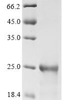 Dog Interleukin-33 (IL33), partial Recombinant Protein, N-His, aa 102–263, E.coli - BioCrest Sci