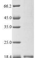 Bacillus cereus Enterotoxin, partial Recombinant Protein - BioCrest Sci