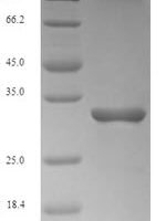 Mouse Lymphocyte antigen 96 (Ly96) Recombinant Protein, N-His-SUMO - BioCrest Sci