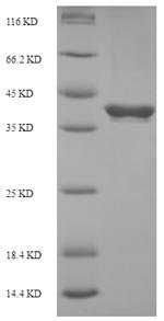 Human Butyrophilin subfamily 3 member A2 (BTN3A2), partial Recombinant Protein, N-His-SUMO, Homo sapiens (Human), E.coli, N-terminal 6xHis-SUMO-tagged, 39.6 kDa, purity >≥ 90% as determined by SDS-PAGE.