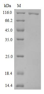 Severe acute respiratory syndrome coronavirus 2 Spike glycoprotein (S) (N501Y,P681H), partial Recombinant Protein, C-10His, Severe acute respiratory syndrome coronavirus 2 (2019-nCoV) (SARS-CoV-2), Mammalian cell, C-terminal 10xHis-tagged, 77.8 kDa, purity >≥ 90% as determined by SDS-PAGE.