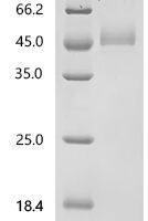 Rat Fibronectin (Fn1), partial Recombinant Protein, C-10His - BioCrest Sci