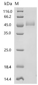 Rat Fibronectin (Fn1), partial Recombinant Protein, C-10His, Rattus norvegicus (Rat), Mammalian cell, C-terminal 10xHis-tagged, 45.0 kDa, purity >≥ 95% as determined by SDS-PAGE.