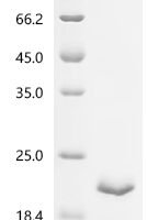 Porcine reproductive and respiratory syndrome virus GP5, partial Recombinant Protein, N-His-SUMO - BioCrest Sci