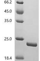 Artemisia vulgaris Profilin-1 Recombinant Protein, C-His, aa 2–133, E.coli - BioCrest Sci