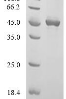 Bacillus subtilis UDP-N-acetylglucosamine--N-acetylmuramyl-(pentapeptide) pyrophosphoryl-undecaprenol N-acetylglucosamine transferase (murG) Recombinant Protein - BioCrest Sci