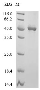 Bacillus subtilis UDP-N-acetylglucosamine--N-acetylmuramyl-(pentapeptide) pyrophosphoryl-undecaprenol N-acetylglucosamine transferase (murG) Recombinant Protein, E.coli, C-terminal 6xHis-tagged, 46.8 kDa, purity >≥ 90% as determined by SDS-PAGE.