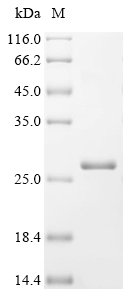 Physarum polycephalum Intron-encoded endonuclease I-PpoI Recombinant Protein, Physarum polycephalum (Slime mold), E.coli, C-terminal 6xHis-tagged, 24.8 kDa, purity >≥ 95% as determined by SDS-PAGE.