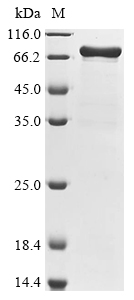 Escherichia coli Penicillin-binding protein 1A (mrcA), partial,Biotinylated Recombinant Protein, Escherichia coli (strain K12), E.coli, N-terminal MBP-tagged and C-terminal 6xHis-Avi-tagged, 81.2 kDa, purity >≥ 90% as determined by SDS-PAGE.