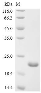 Salmonella typhimurium SPI-1 type 3 secretion system translocon protein SctE (sctE1), partial Recombinant Protein, Salmonella typhimurium (strain LT2 / SGSC1412 / ATCC 700720), E.coli, Tag-Free, 17.3 kDa, purity >≥ 95% as determined by SDS-PAGE.