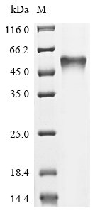 Escherichia coli Bifunctional protein GlmU (glmU) Recombinant Protein, N-His, Escherichia coli (strain K12), E.coli, N-terminal 6xHis-tagged, 55.2 kDa, purity >≥ 85% as determined by SDS-PAGE.
