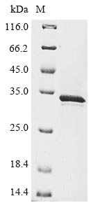 Human Extracellular serine/threonine protein kinase FAM20C (FAM20C), partial Recombinant Protein, Homo sapiens (Human), Mammalian cell, N-terminal 10xHis-tagged and C-terminal Myc-tagged, 29.9 kDa, purity >≥ 85% as determined by SDS-PAGE.