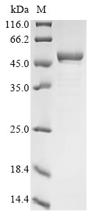 Mycobacterium bovis 4-aminobutyrate aminotransferase (gabT) Recombinant Protein, Mycobacterium bovis (strain ATCC BAA-935 / AF2122/97), E.coli, N-terminal 10xHis-tagged and C-terminal Myc-tagged, 54.3 kDa, purity >≥ 85% as determined by SDS-PAGE.