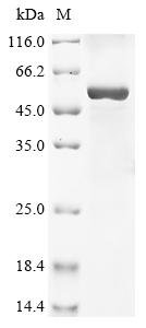 Chicken Growth/differentiation factor 9 (GDF-9) Recombinant Protein, Gallus gallus (Chicken), E.coli, N-terminal 10xHis-tagged and C-terminal Myc-tagged, 56.8 kDa, purity >≥ 85% as determined by SDS-PAGE.