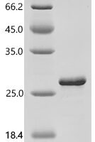 Human Eukaryotic translation initiation factor 1A, Y-chromosomal (EIF1AY) Recombinant Protein, C-His - BioCrest Sci