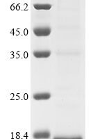 Methanosarcina thermophila Methyl-coenzyme M reductase subunit alpha, partial Recombinant Protein - BioCrest Sci