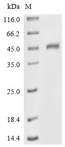 Human Trypsin-2 (PRSS2) (K23Q,S167G), partial Recombinant Protein, Homo sapiens (Human), E.coli, N-terminal GST-tagged, 52.4 kDa, purity >≥ 90% as determined by SDS-PAGE.