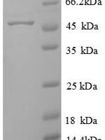 Arabidopsis thaliana Probable sarcosine oxidase (At2g24580) Recombinant Protein, N-His, aa 1–416, E.coli - BioCrest Sci
