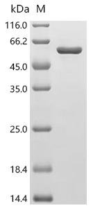 Human cAMP-dependent protein kinase type I-alpha regulatory subunit (PRKAR1A) Recombinant Protein, Homo sapiens (Human), E.coli, C-terminal 6xHis-tagged, 49.9 kDa, purity >≥ 90% as determined by SDS-PAGE.